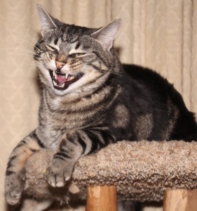 laughing cat - Copy