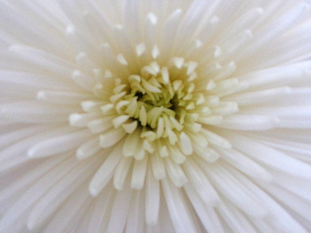 white starburst - Copy