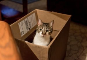 cat in box